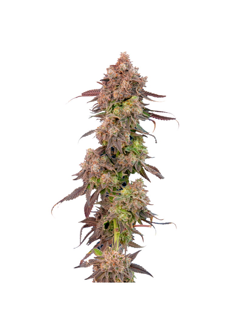 Gas Face Auto, Фасовка: 5